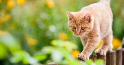 Mrs Hinch fans share 5 ways to stop cats doing their business in your garden