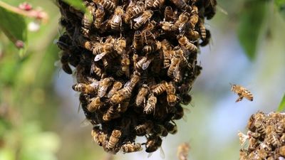 Feral honey bees to be poisoned in NSW varroa mite hotspots to prevent spread of parasite