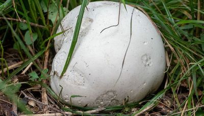 The promise off puffballs this fall around Chicago outdoors in the Mushroom of the Week