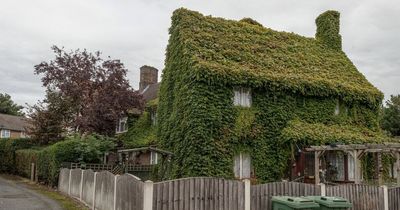 Couple find natural insulation source through climbing plant which keeps home 'toasty'