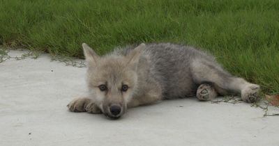 Chinese scientists unveil world's first ever clone of endangered Arctic wolf