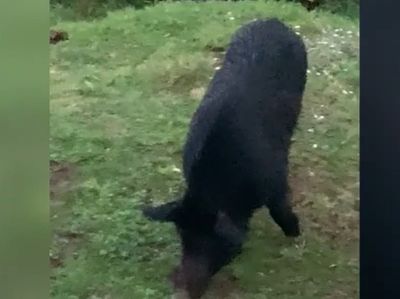 Feral pigs torment residents in New Zealand capital