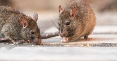 Falkirk council warned rat infestations is becoming a serious problem