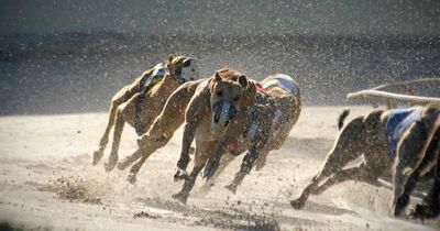 Dogs Trust Ireland calls for an end to greyhound racing as they slam 'unnecessary cruelty'