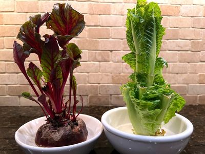 Regrow vegetables from kitchen scraps on a sunny windowsill