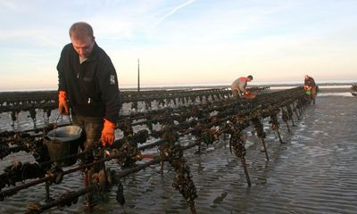 Voracious spider crabs threaten French mussel farms