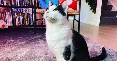 Man keeps his cat's amputated leg in ‘special’ home display after savage attack