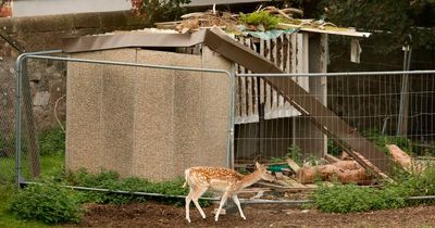 Concerns for Ayr deer left out in bitter cold as council fail to rebuild shelter