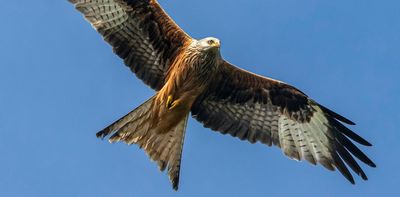 Peril ahead for red kite chicks born during times of drought