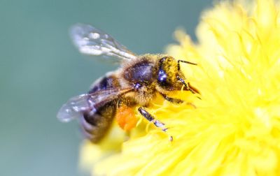 EU backs lower residue limits for bee-harming pesticides