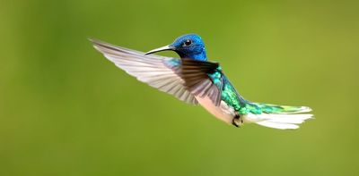 Sex and power in the animal kingdom: seven animals that will make you reconsider what you think you know