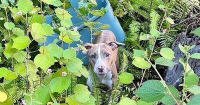 Adorable puppy rescued after being thrown 15ft off bridge into bin by owner