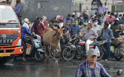 Gujarat faces a bovine problem