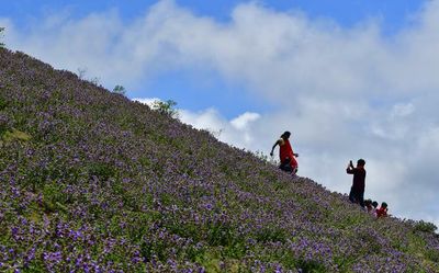 Neelakurinji blooms cover Chikkamagaluru hill stations in hues of purple and blue