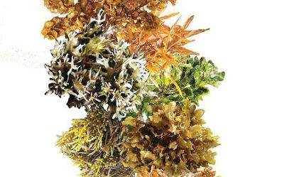 Natural remedy for fatty liver disease found, claims CMFRI