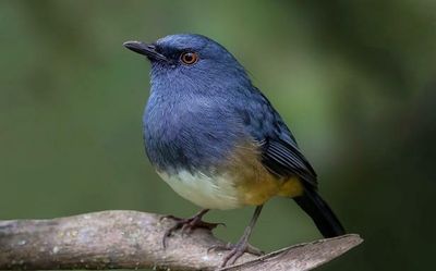The disappearing song of the Nilgiri Sholakili