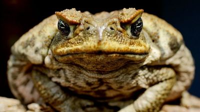 Cane toads creep closer to Sydney after 'concerning' population found at Lake Macquarie
