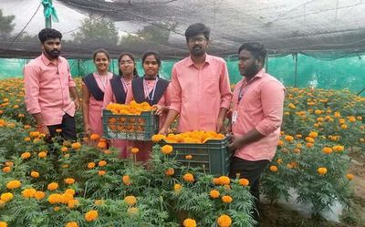 Marigold flowers bloom in the greenhouse at college farm