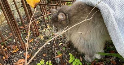 Cat impaled on fence in Edinburgh put to sleep despite desperate efforts to save it