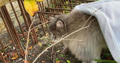 Edinburgh cat tragically put down after becoming impaled on rusty fence