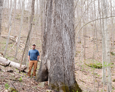 Lawsuit alleges U.S. Forest Service ignored environmental dangers of eastern Kentucky logging projec