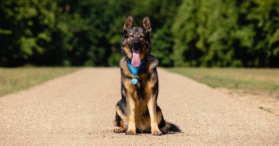 Heroic Scots police dog Luna scoops national award after saving 38 lives over career