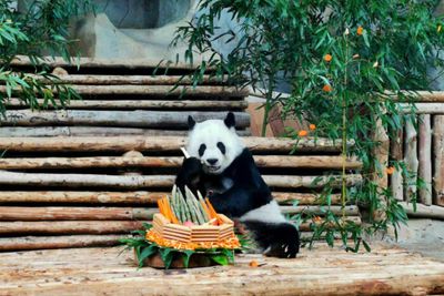 Giant panda Lin Hui turns 21 at Chiang Mai Zoo