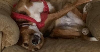 Dog who is 'part kangaroo' desperately needs somebody to give her a chance