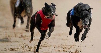 Leading animal charities call for end to 'cruel' greyhound racing as 2,000 dogs die
