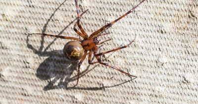 UK spiders that can bite revealed by expert - five ways to keep them out of your home