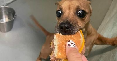 Rescue shelter goes viral over dogs' priceless reactions to McDonald's cheeseburgers