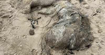 Gruesome remains of mysterious faceless hairy sea beast washes up on UK beach