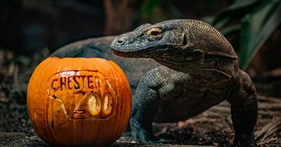 Chester Zoo launches its first ever Halloween trail with spiders, snakes and more