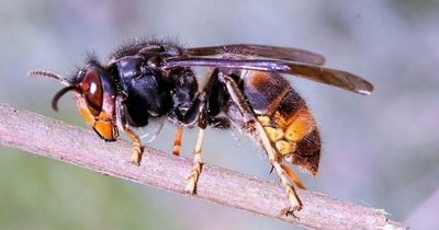 People urged to 'remain vigilant' as Asian hornets are spotted in UK