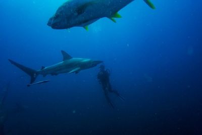 Ancient shark-like fish appeared millions of years earlier than thought