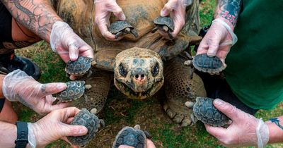 'Boogie Nights' tortoise astonishes zookeepers after fathering eight babies at age 70
