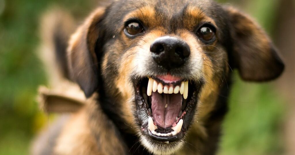 Can humans catch rabies? First signs and how toโฆ