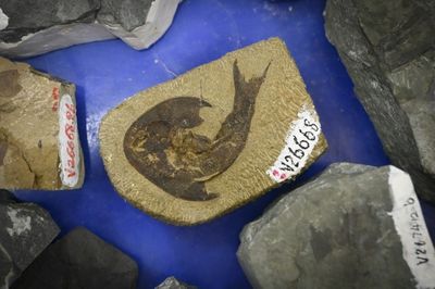 Fish fossils found in China offer clues on human evolution: researchers