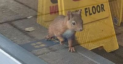 Red squirrel rescued from Greggs after spending day in shop