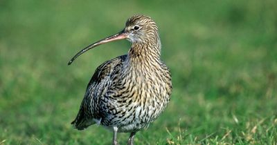 Some 63% of Irish bird species are in 'serious trouble'