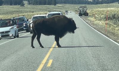 Watch: Yellowstone bison plays traffic cop to protect calf