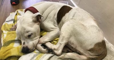 Man let pet Staffie 'deteriorate' after failing to get huge tumour treated