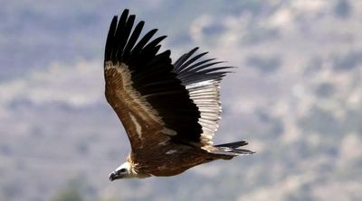 Spanish Vultures Released in Cyprus to Replenish Population