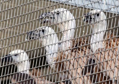 Spanish vultures released in Cyprus to replenish population