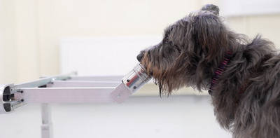 Dogs can smell people's stress – new study