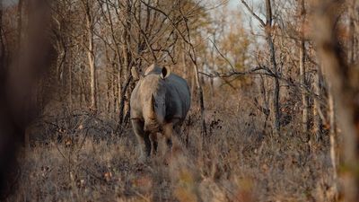 The wildlife sanctuary bringing rhinos back from the brink