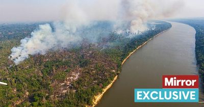 Amazon rainforest being torched at highest rate in TWELVE years putting planet in danger