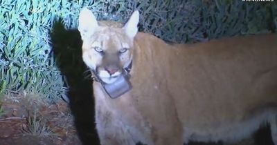 Boy, 7, mauled by mountain lion in park as urgent search launched to find wild cat