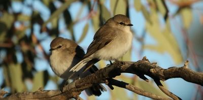 ‘Sad and distressing’: massive numbers of bird deaths in Australian heatwaves reveal a profound loss is looming
