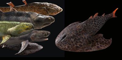 A kung-fu kick led researchers to the world's oldest complete fish fossils – here's what they found